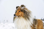 Langhaarcollie im Winter