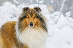 Langhaarcollie im Winter
