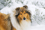 Langhaarcollie im Winter