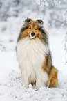 Langhaarcollie im Winter