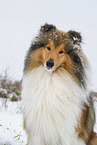 Langhaarcollie im Winter