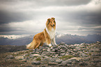 Langhaarcollie