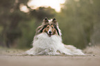 Langhaarcollie