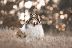 Langhaarcollie
