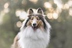 Langhaarcollie