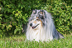 Langhaarcollie