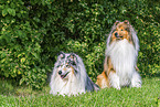 Langhaarcollie