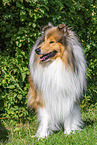 Langhaarcollie