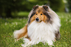Langhaarcollie