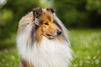 Langhaarcollie