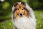 Langhaarcollie