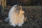 Langhaarcollie