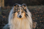 Langhaarcollie