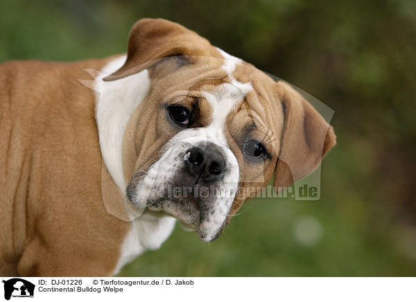 Continental Bulldog Welpe / DJ-01226