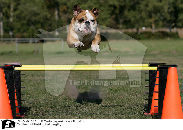 Continental Bulldog beim Agility / Continental Bulldog at agility / DJ-01313