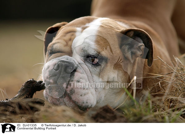 Continental Bulldog Portrait / DJ-01335