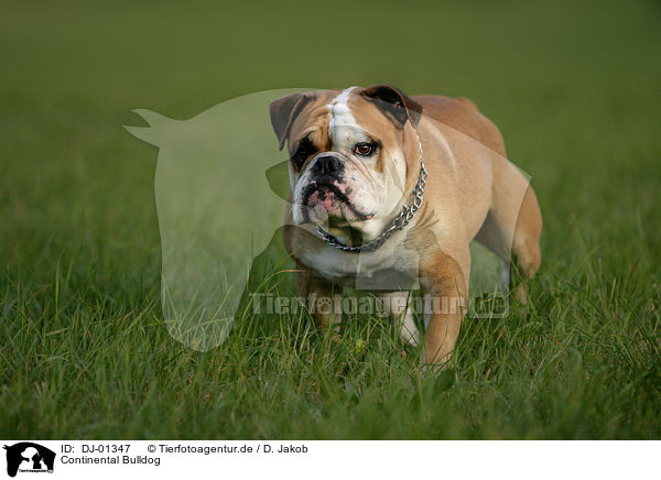 Continental Bulldog / DJ-01347