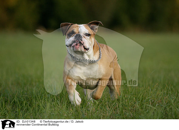 rennender Continental Bulldog / DJ-01348