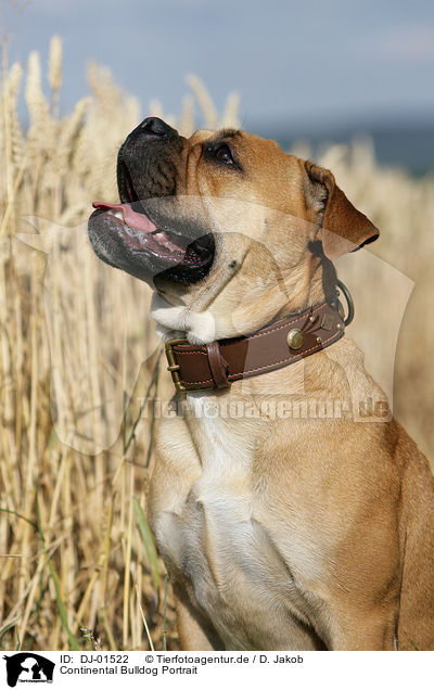 Continental Bulldog Portrait / Continental Bulldog Portrait / DJ-01522