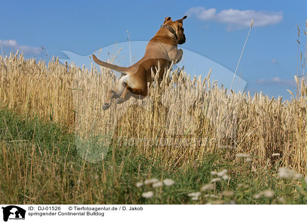 springender Continental Bulldog / springender Continental Bulldog / DJ-01526