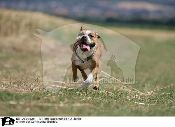 rennender Continental Bulldog / DJ-01528