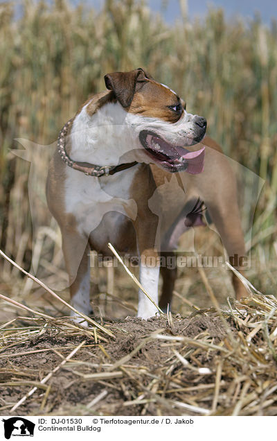 Continental Bulldog / DJ-01530