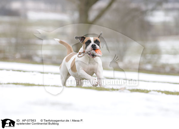 spielender Continental Bulldog / AP-07563