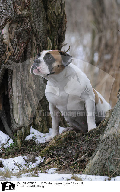 Continental Bulldog / AP-07566