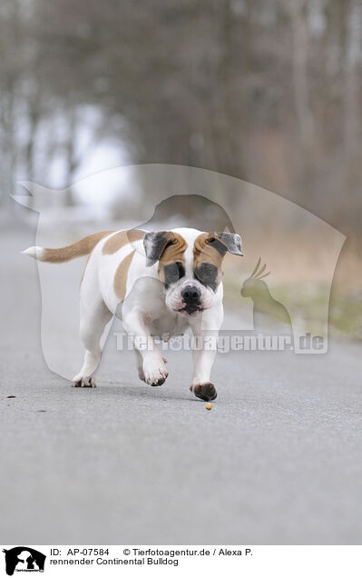rennender Continental Bulldog / AP-07584