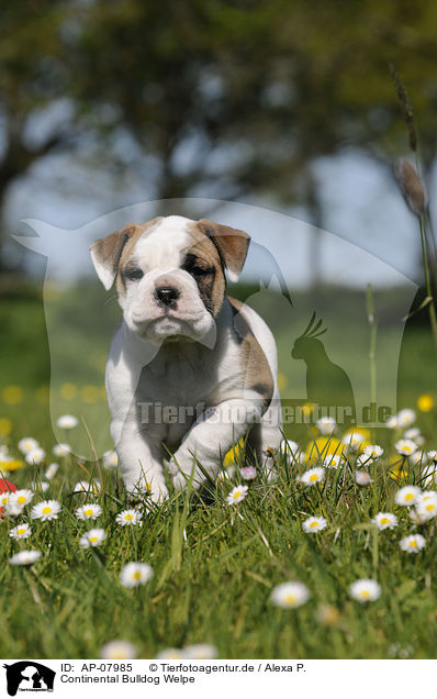 Continental Bulldog Welpe / AP-07985
