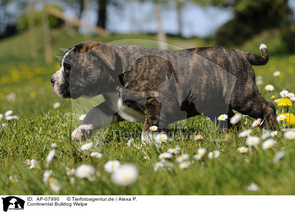 Continental Bulldog Welpe / Continental Bulldog Puppy / AP-07990