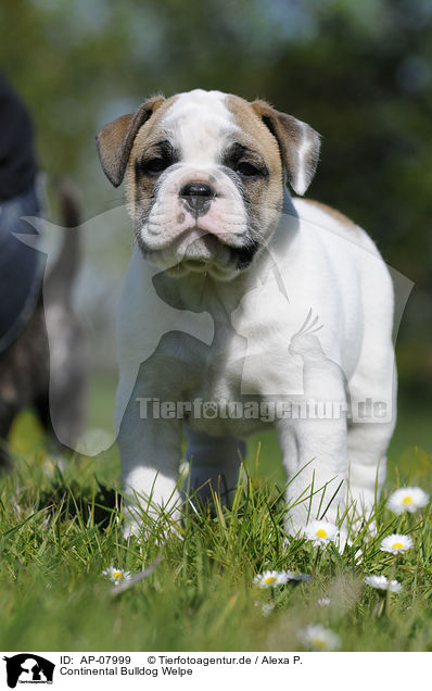 Continental Bulldog Welpe / AP-07999