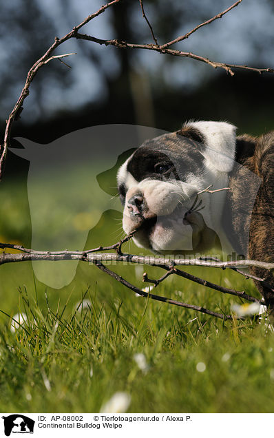 Continental Bulldog Welpe / Continental Bulldog Puppy / AP-08002