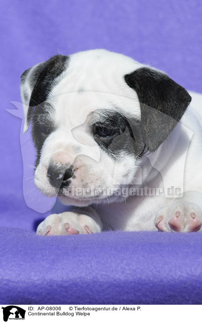 Continental Bulldog Welpe / AP-08006