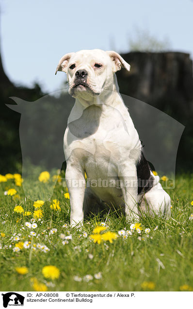 sitzender Continental Bulldog / AP-08008