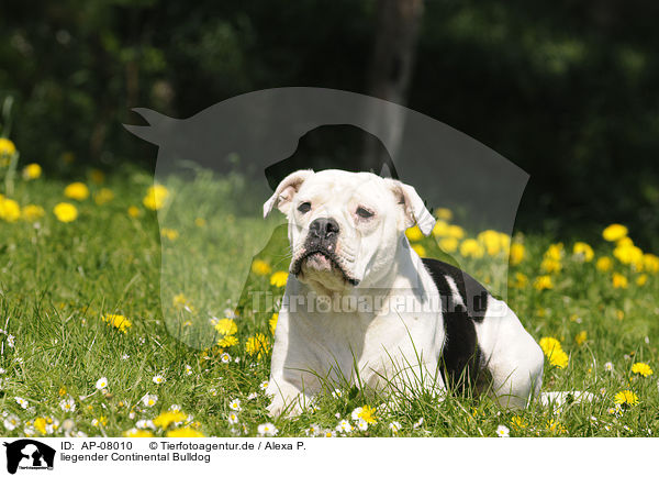 liegender Continental Bulldog / AP-08010