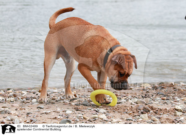 spielender Continental Bulldog / BM-02489