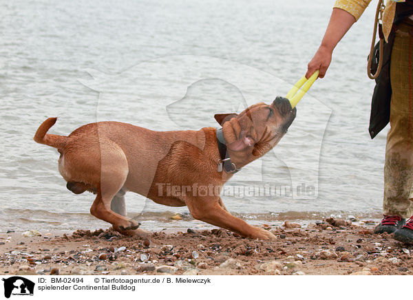 spielender Continental Bulldog / BM-02494
