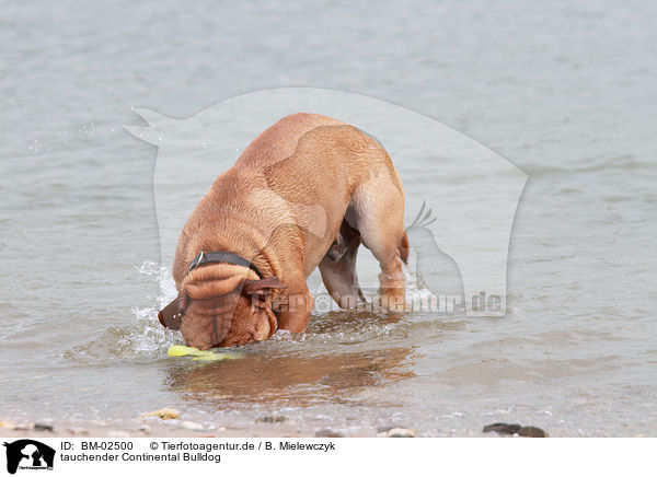 tauchender Continental Bulldog / BM-02500