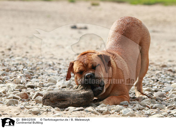 Continental Bulldog / BM-02506