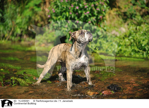 Continental Bulldog / YJ-05091