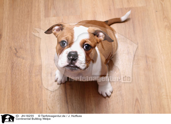 Continental Bulldog Welpe / Continental Bulldog Puppy / JH-18255