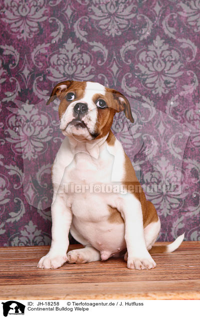 Continental Bulldog Welpe / Continental Bulldog Puppy / JH-18258