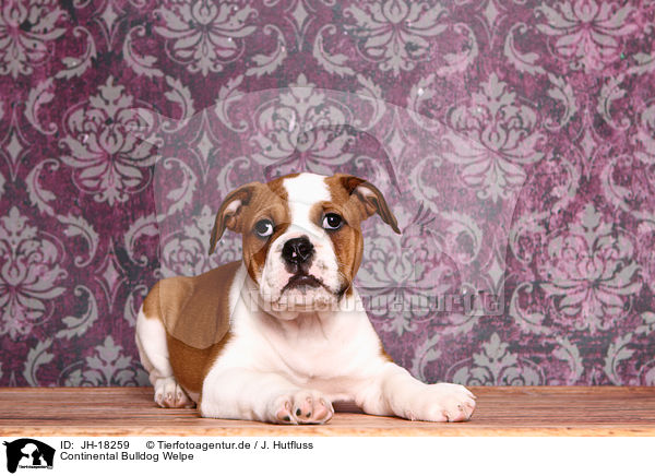 Continental Bulldog Welpe / Continental Bulldog Puppy / JH-18259
