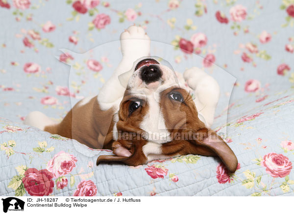 Continental Bulldog Welpe / Continental Bulldog Puppy / JH-18287