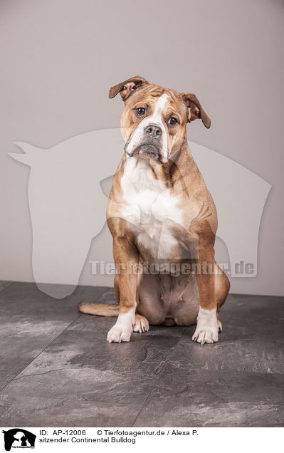 sitzender Continental Bulldog / AP-12006