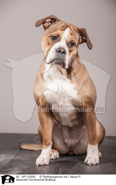 sitzender Continental Bulldog / AP-12008