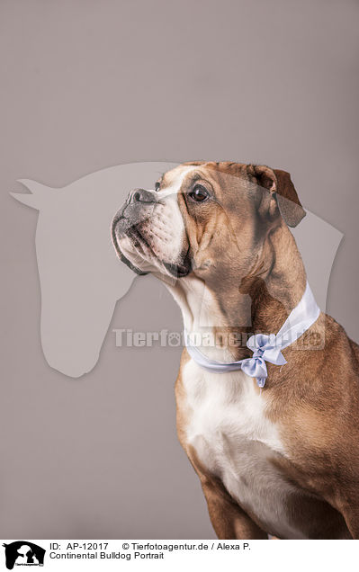 Continental Bulldog Portrait / AP-12017