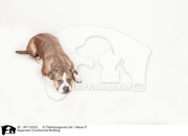 liegender Continental Bulldog / AP-12022