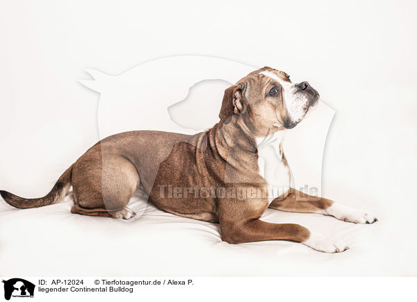 liegender Continental Bulldog / AP-12024